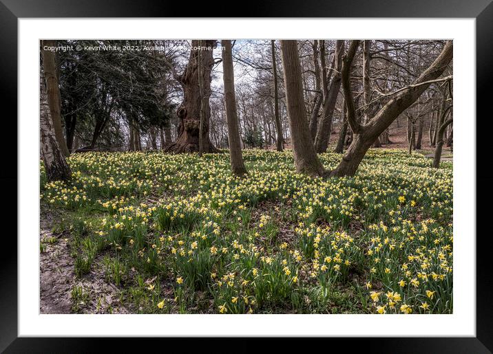 Walking amongst the daffodils Framed Mounted Print by Kevin White