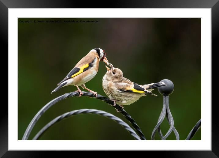 Goldfinch feeding chick Framed Mounted Print by Kevin White