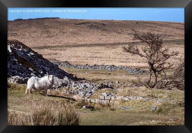 Sheep and Tree Framed Print by Kevin White