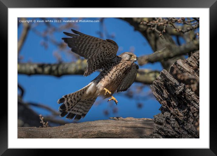Kestrel flying off from nest Framed Mounted Print by Kevin White