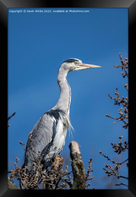 Grey heron on top of tree Framed Print by Kevin White