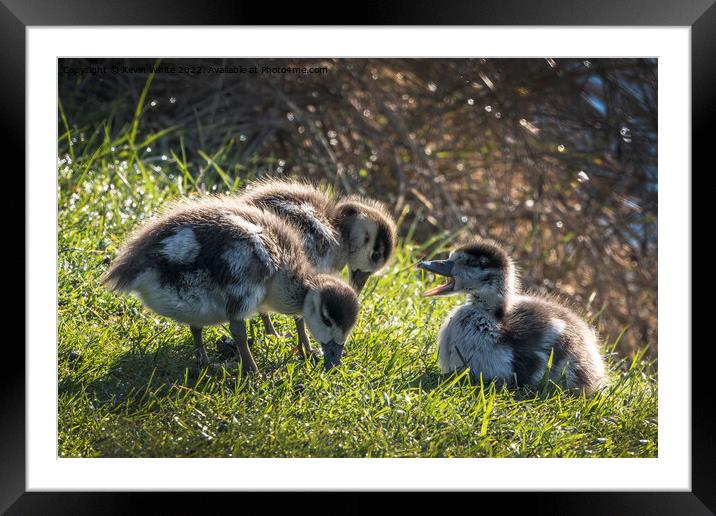 Goslings feeding off lush grass Framed Mounted Print by Kevin White