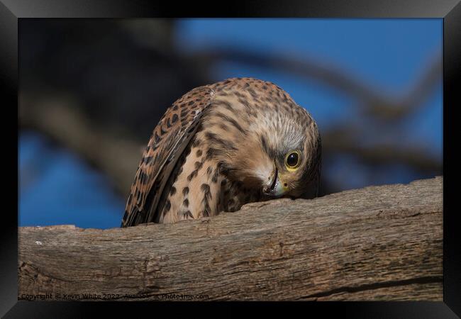 Kestrel eating the remains of a worm Framed Print by Kevin White