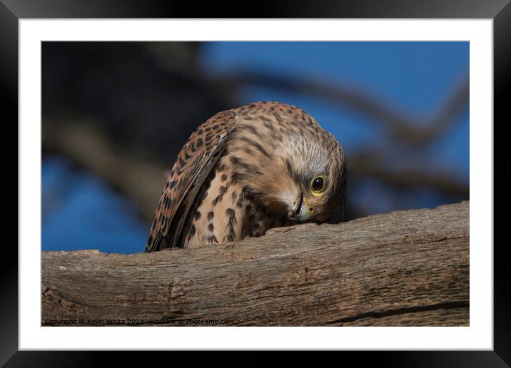 Kestrel eating the remains of a worm Framed Mounted Print by Kevin White
