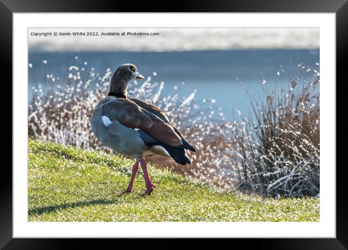 Goose walk Framed Mounted Print by Kevin White