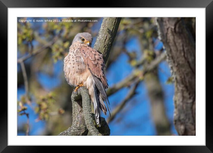 Magnificent Kestrel Framed Mounted Print by Kevin White