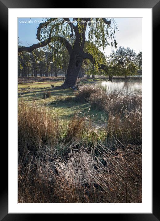 Cobweb beauty Framed Mounted Print by Kevin White