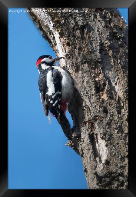 Great Spotted woodpecker Framed Print by Kevin White