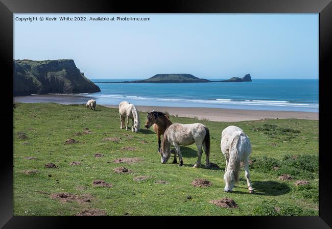 Welsh mountain ponies  grazing above Rhossili beach Framed Print by Kevin White