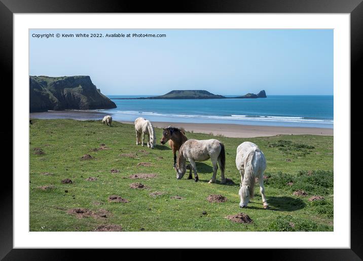 Welsh mountain ponies  grazing above Rhossili beach Framed Mounted Print by Kevin White