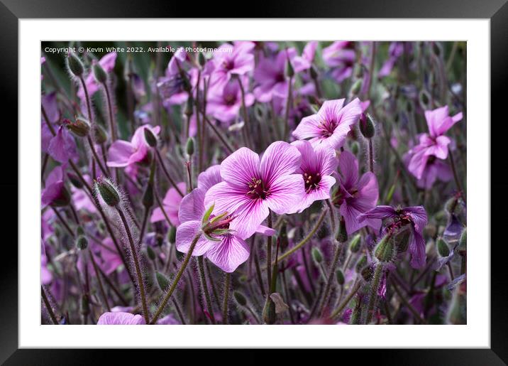 Geranium Maderense Framed Mounted Print by Kevin White