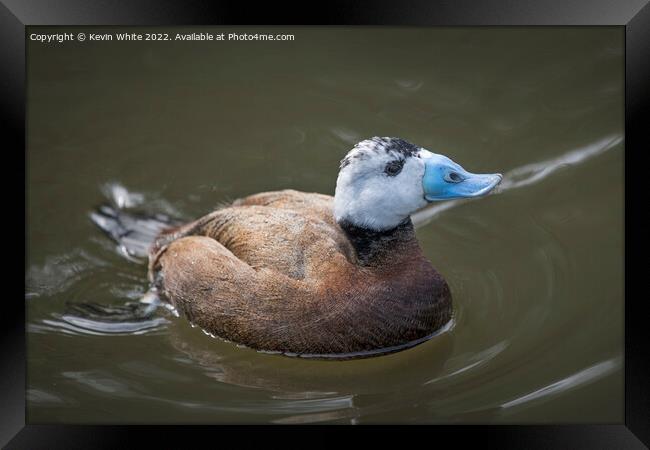 White Headed Duck threatened species Framed Print by Kevin White