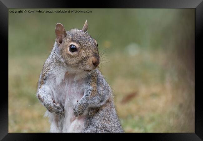 Where is my nuts Framed Print by Kevin White
