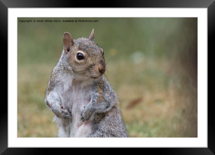 Where is my nuts Framed Mounted Print by Kevin White