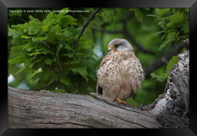 Wild Kestrel guarding nest Framed Print by Kevin White