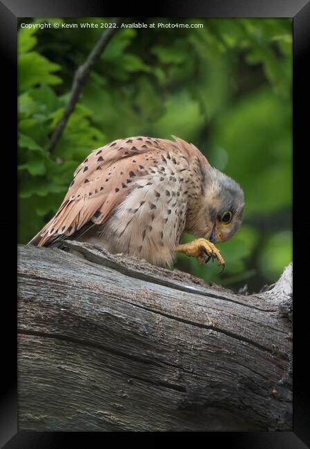 Wild kestrel preening Framed Print by Kevin White