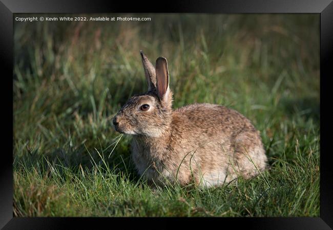 Wild rabbit chewing grass Framed Print by Kevin White