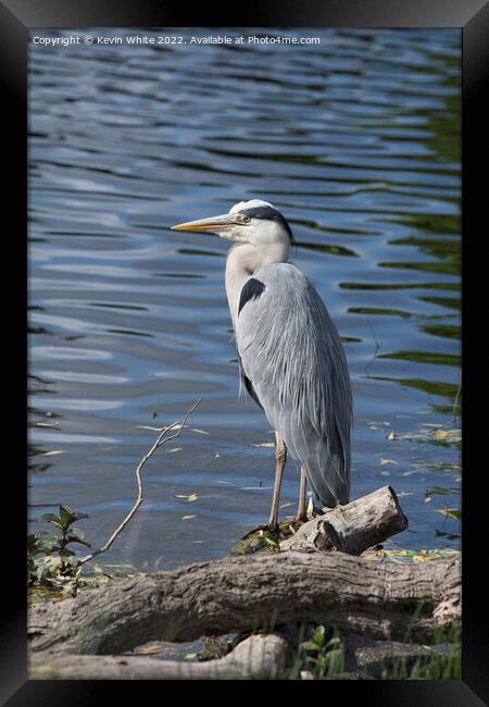 Grey Heron perched on edge of pond Framed Print by Kevin White