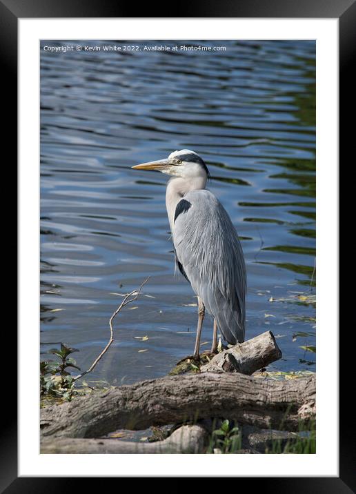 Grey Heron perched on edge of pond Framed Mounted Print by Kevin White