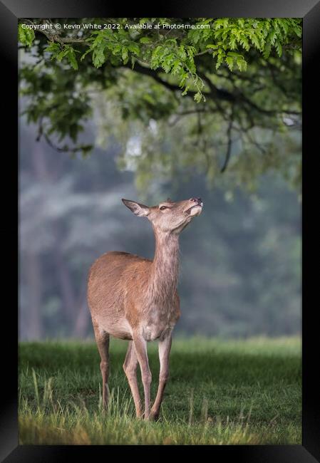 Leaves Just out of reach for this young deer Framed Print by Kevin White