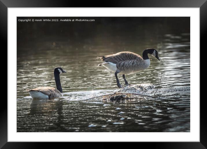 Canada geese searching to build a nest Framed Mounted Print by Kevin White