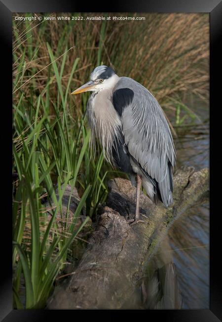 Grey heron looking for food  Framed Print by Kevin White