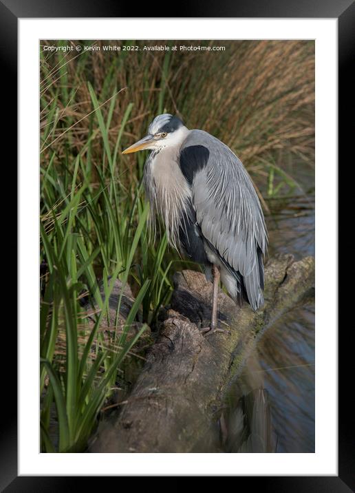 Grey heron looking for food  Framed Mounted Print by Kevin White