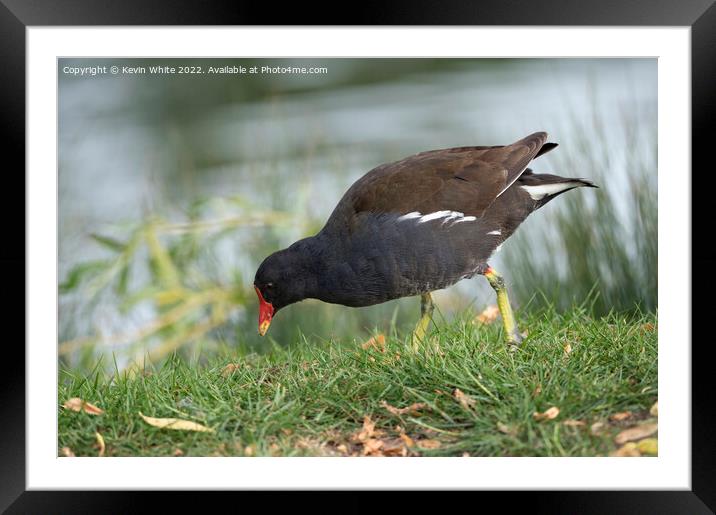 Moorhen grazing on the side of a lake Framed Mounted Print by Kevin White