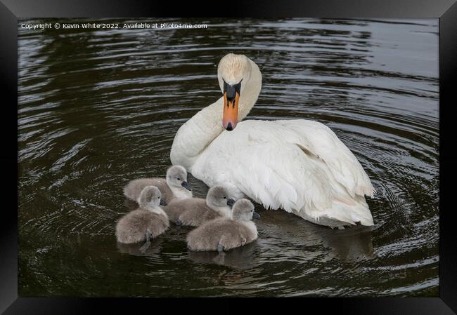 Mute swan looking after her family Framed Print by Kevin White