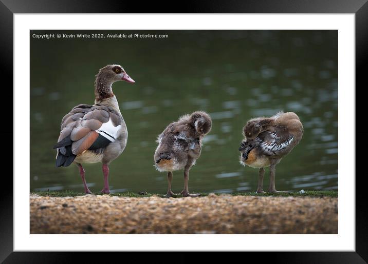 Egyptian goslings Growing up fast Framed Mounted Print by Kevin White