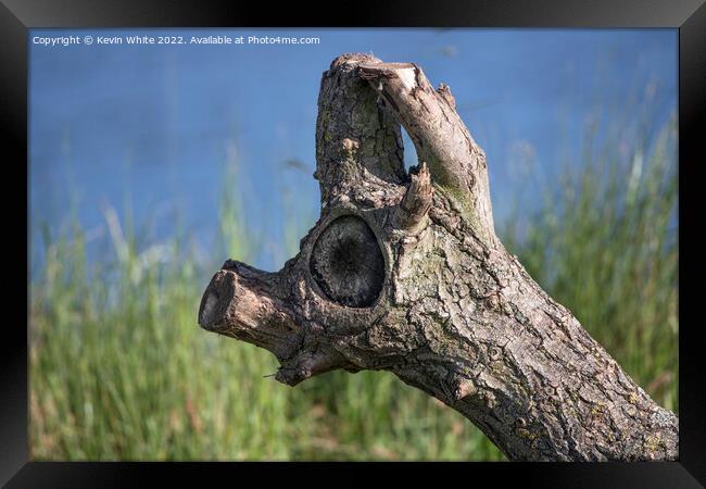 Trees have eyes Framed Print by Kevin White