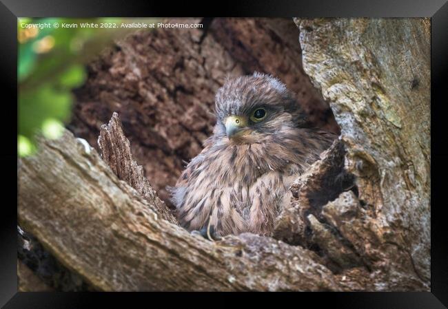 Kestrel chick about ready to fledge Framed Print by Kevin White