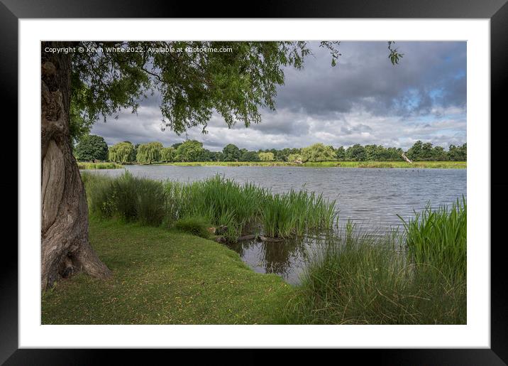 Bushy Park Surrey heron pond Framed Mounted Print by Kevin White