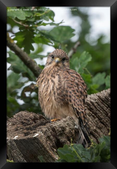 Single Kestrel fledgling Framed Print by Kevin White