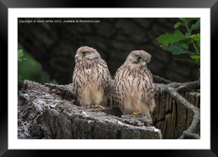 Two fluffy Kestrels Framed Mounted Print by Kevin White