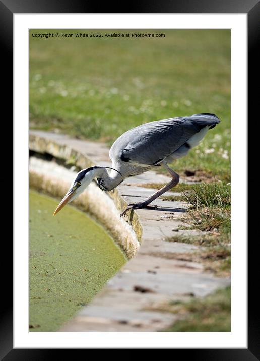 Heron has spotted something Framed Mounted Print by Kevin White