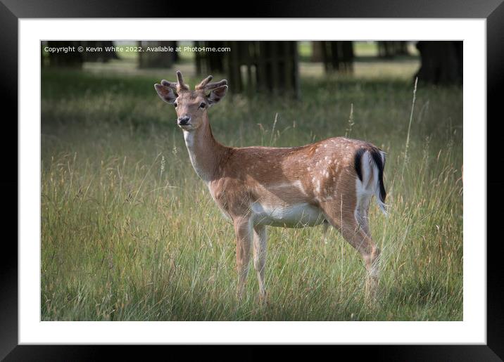 Fallow deer in the park Framed Mounted Print by Kevin White