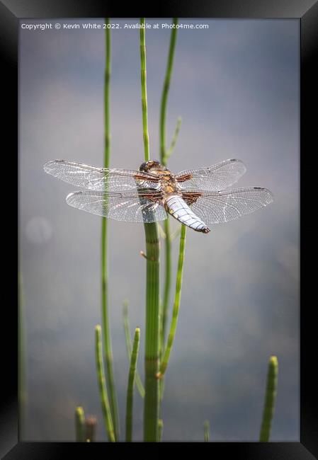 Dragon fly Framed Print by Kevin White