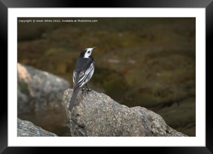 Pied Wagtail on Devon coast Framed Mounted Print by Kevin White