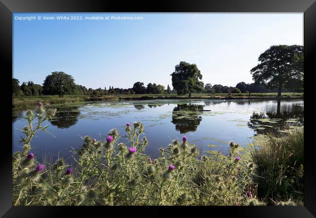 Thistles by the water Framed Print by Kevin White