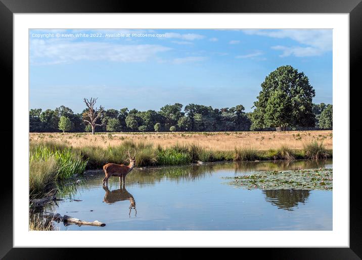 Deer Pond Lily Pads Framed Mounted Print by Kevin White