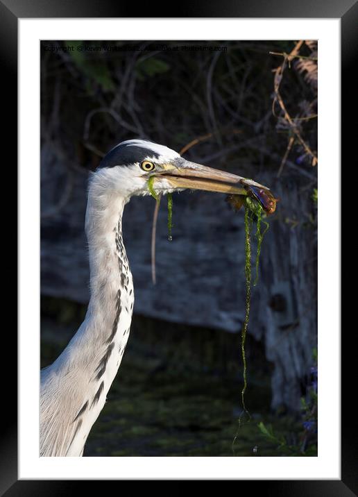 Algae and fish last catch of the day Framed Mounted Print by Kevin White