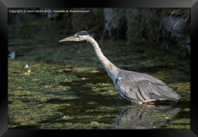 Heron about to pounce Framed Print by Kevin White