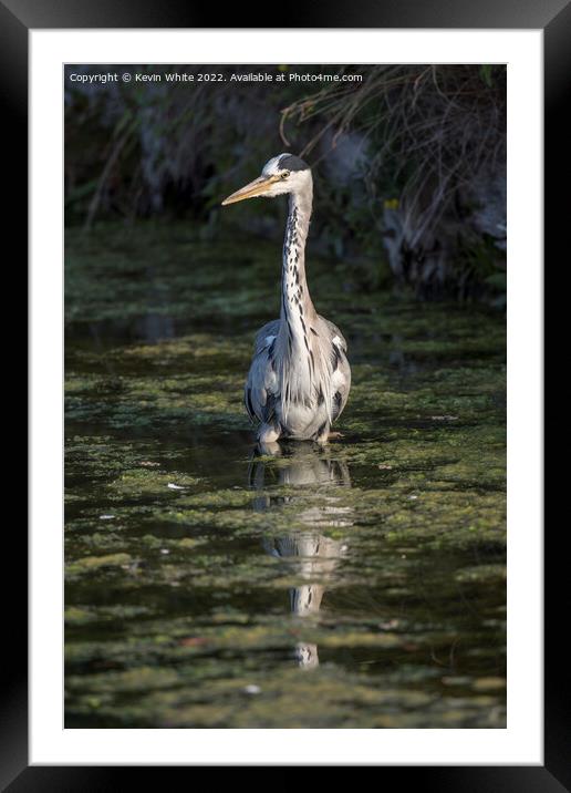 Heron wading through the algae pond Framed Mounted Print by Kevin White