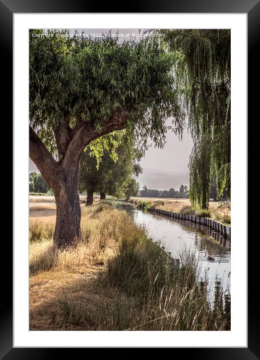 Backlit willow tree over stream Framed Mounted Print by Kevin White
