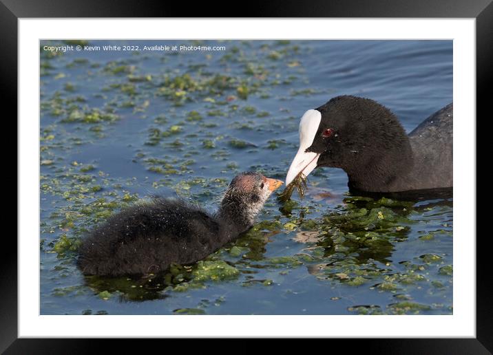 Mum and baby Coot Framed Mounted Print by Kevin White