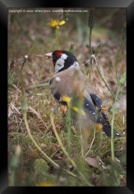 Goldfinch in the long grass Framed Print by Kevin White