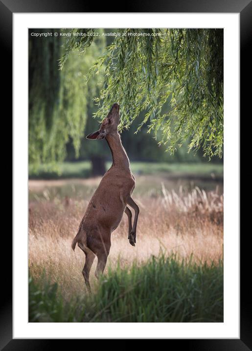Deer love willow leaves Framed Mounted Print by Kevin White