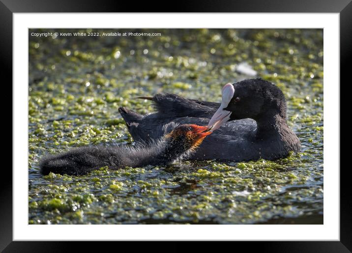Feeding her juvenille  coot Framed Mounted Print by Kevin White