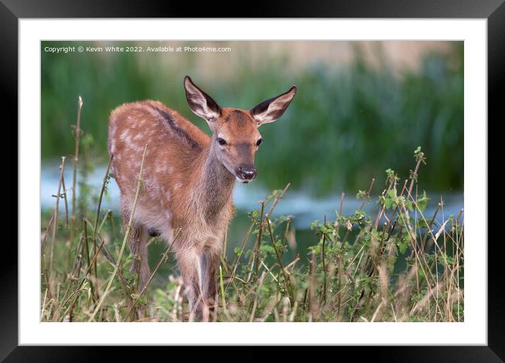 Young deer rushing through Framed Mounted Print by Kevin White